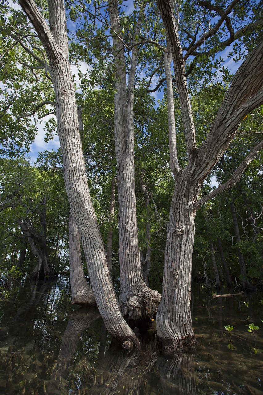 arboretum mangrove widi islands free photo