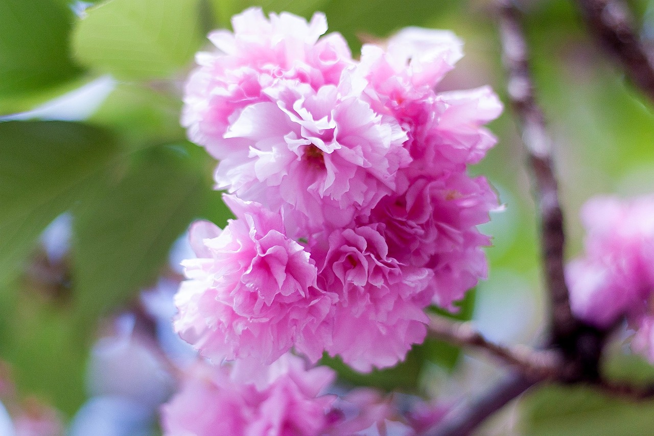 arboretum flowers plant free photo