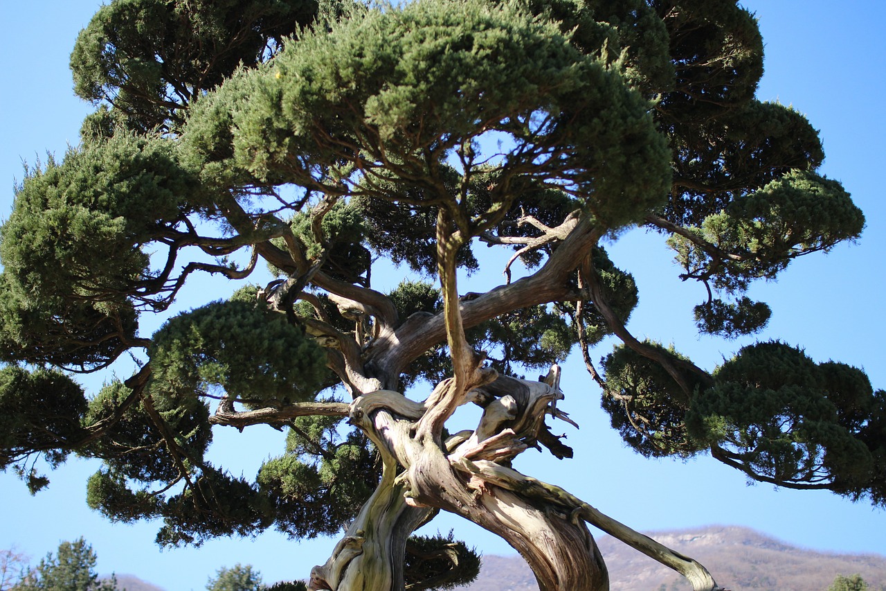 arboretum wood pine free photo