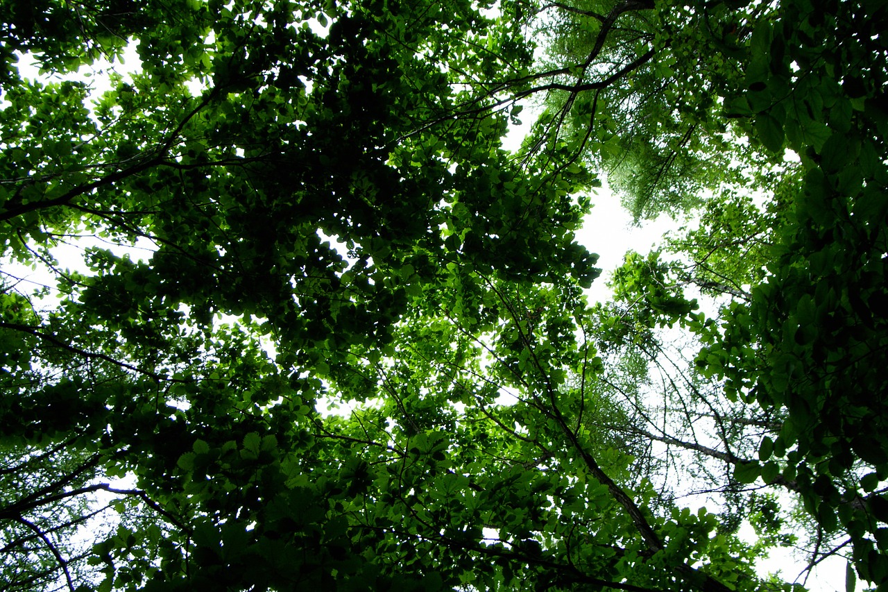 arboretum woods groves free photo