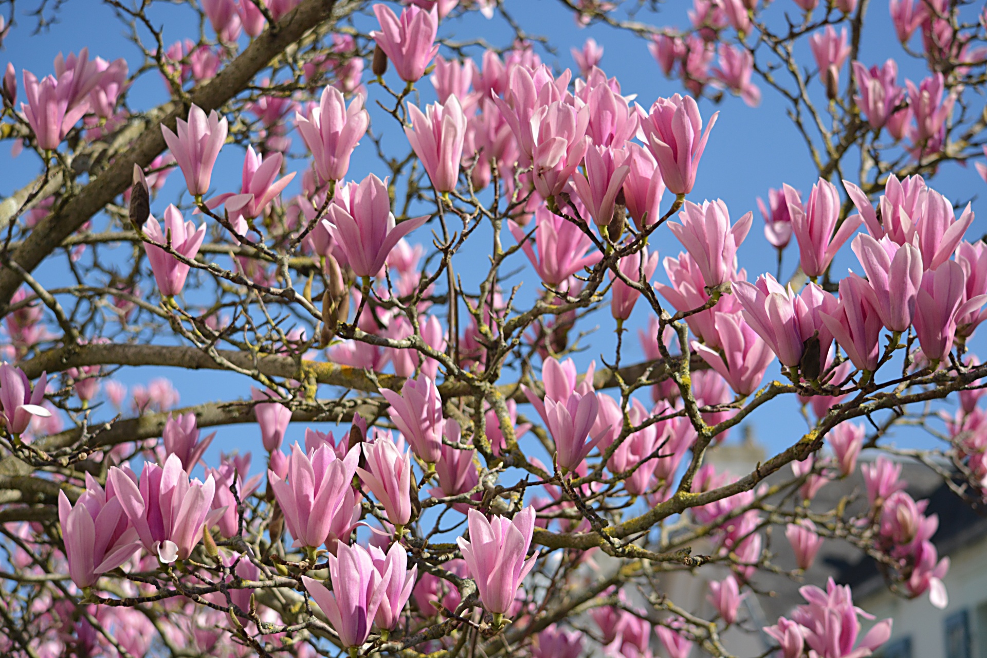 flowers tree spring free photo