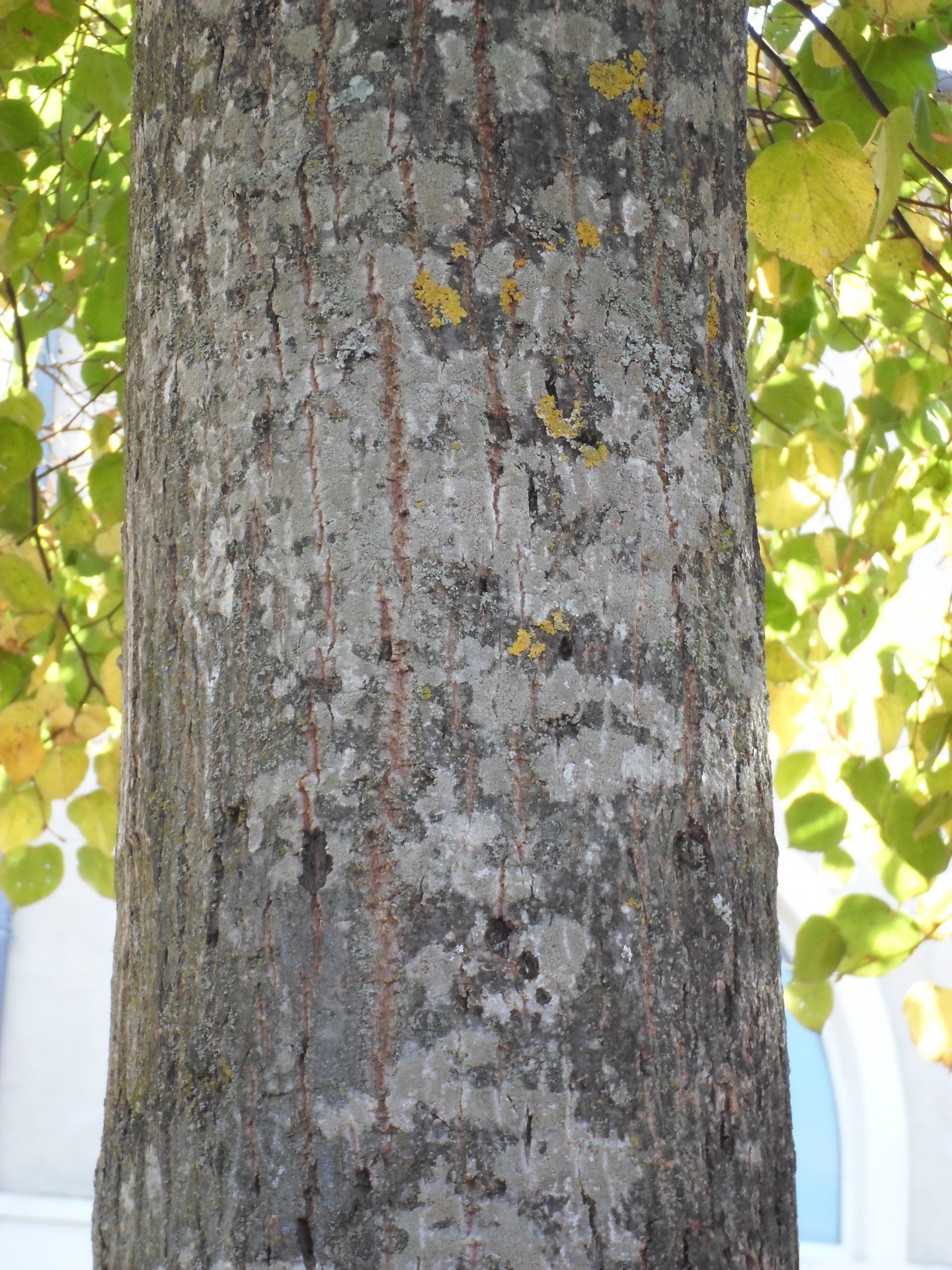 green brown trunk free photo