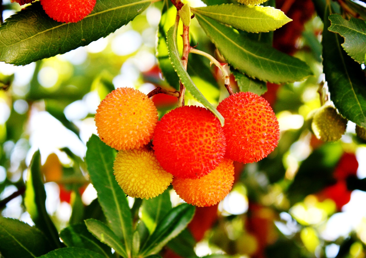arbutus vitamin fruit free photo
