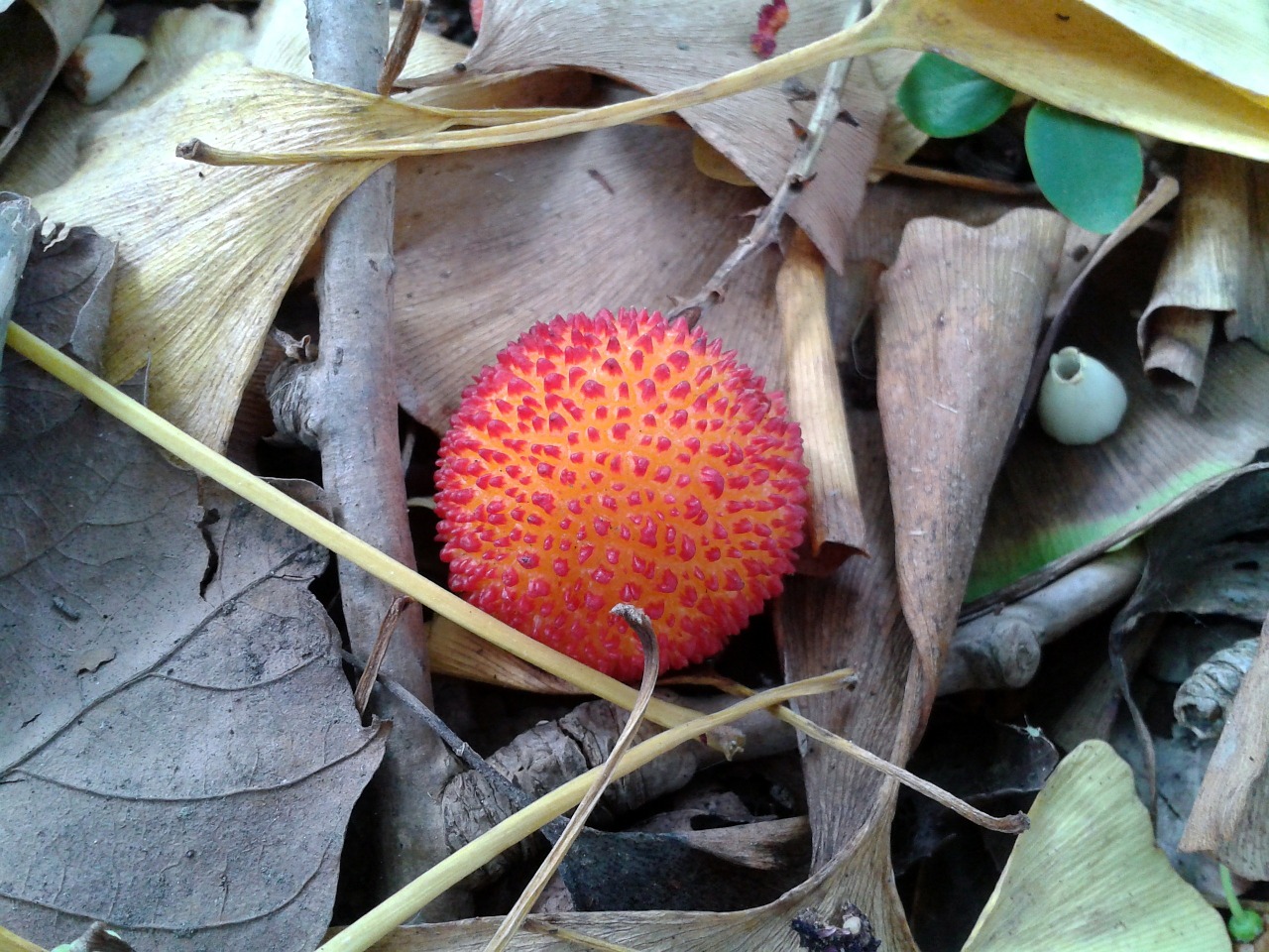 arbutus autumn strawberry tree free photo