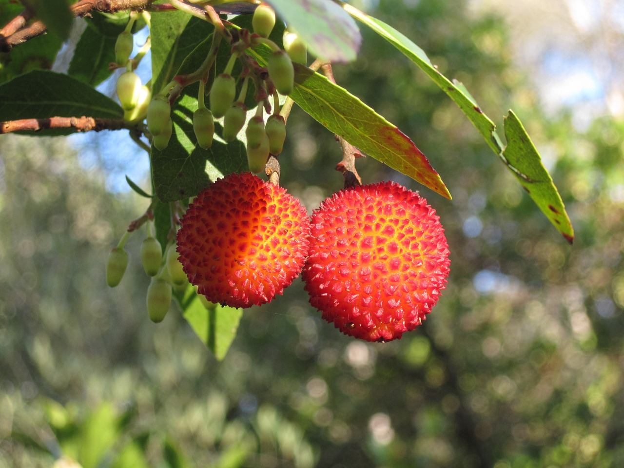 arbutus unedo strawberry tree apple of cain free photo