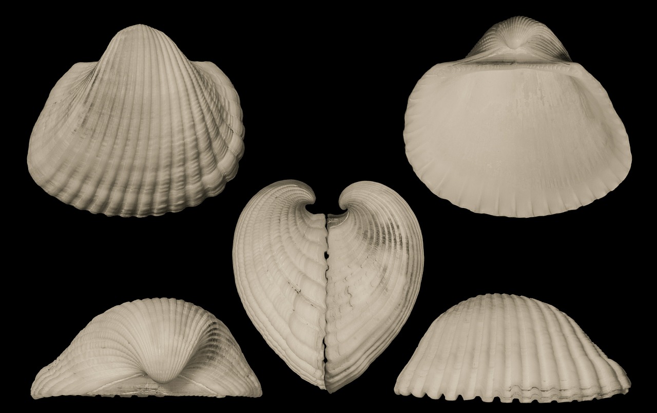 arc clam shells saltwater free photo