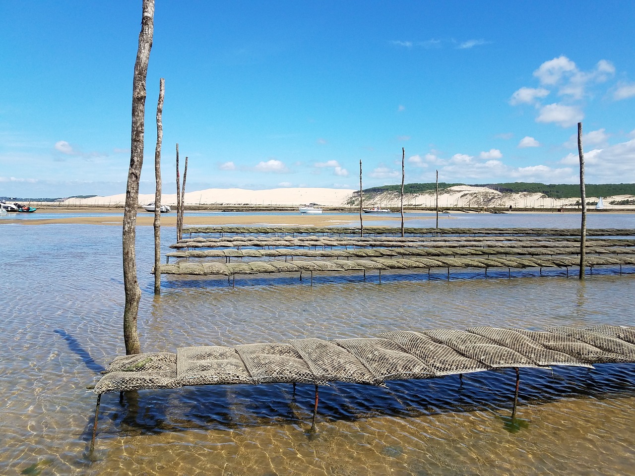 arcachon basin oyster pila free photo