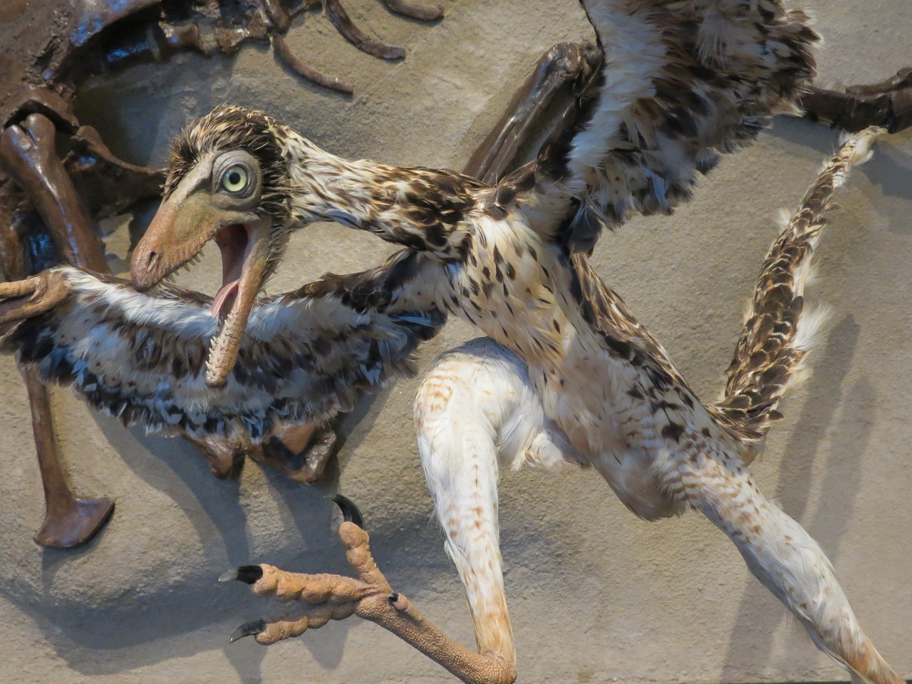 archaeopteryx bird dinosaur free photo