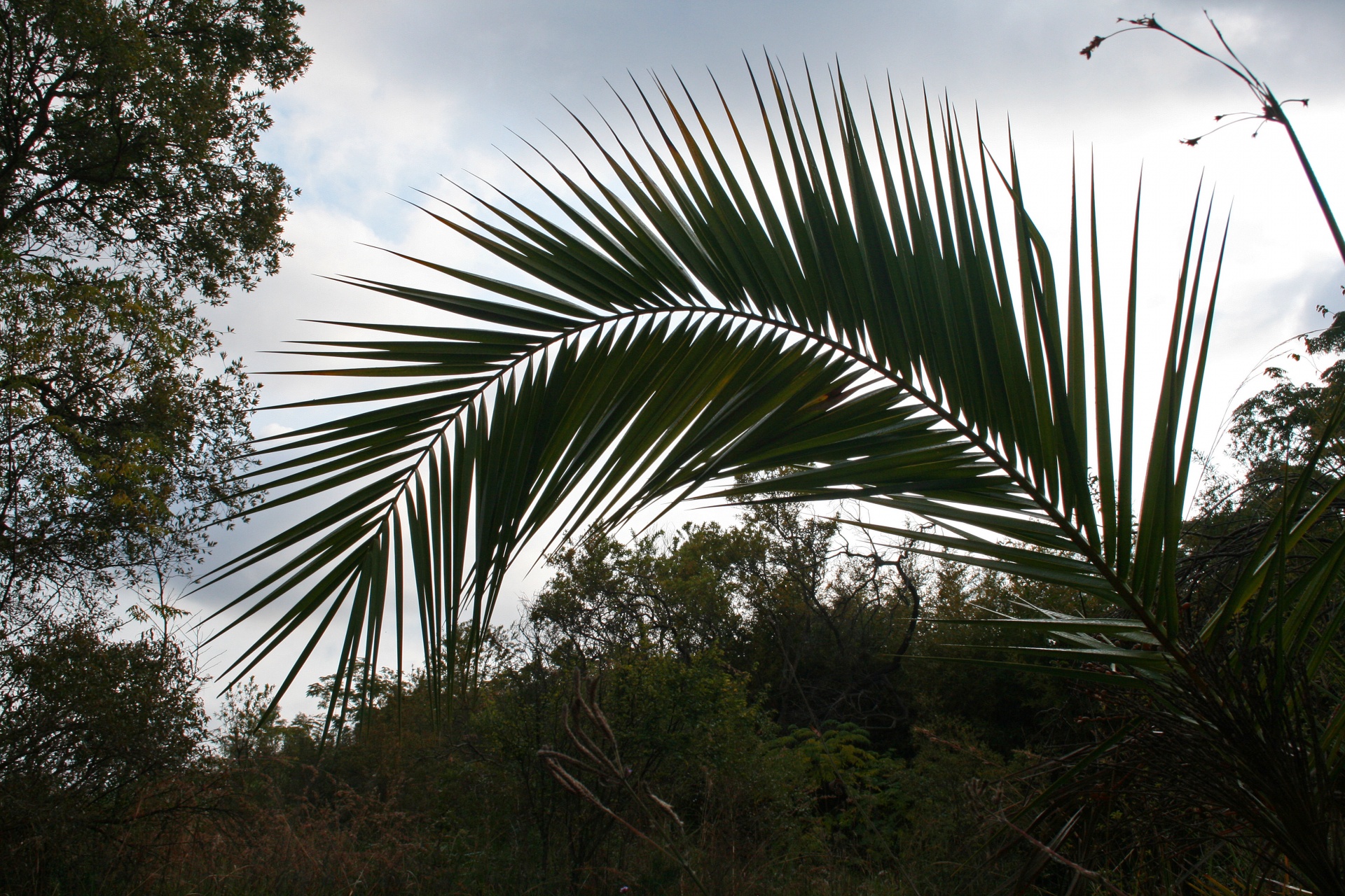 tree palm branch free photo