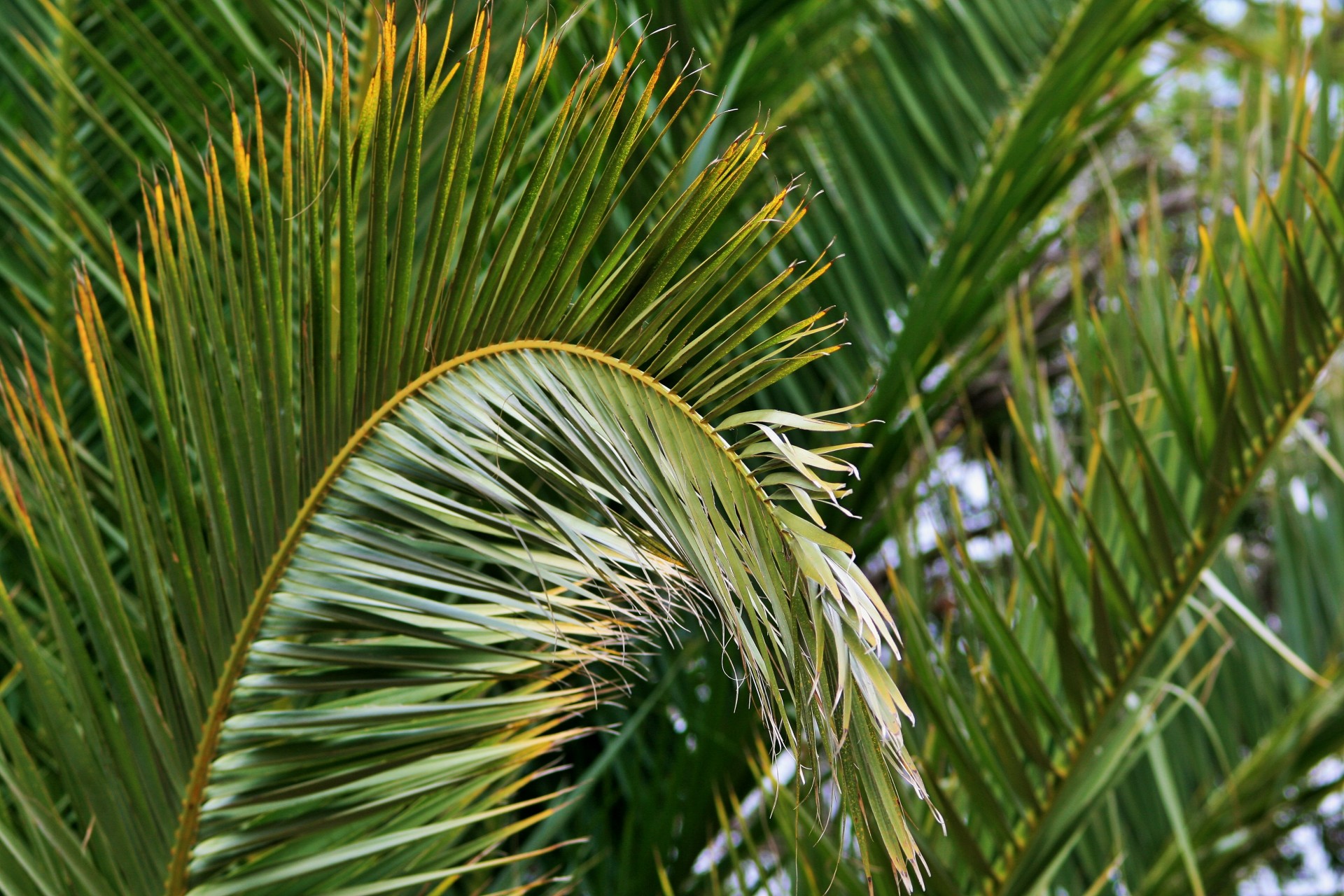leaf palm frayed free photo
