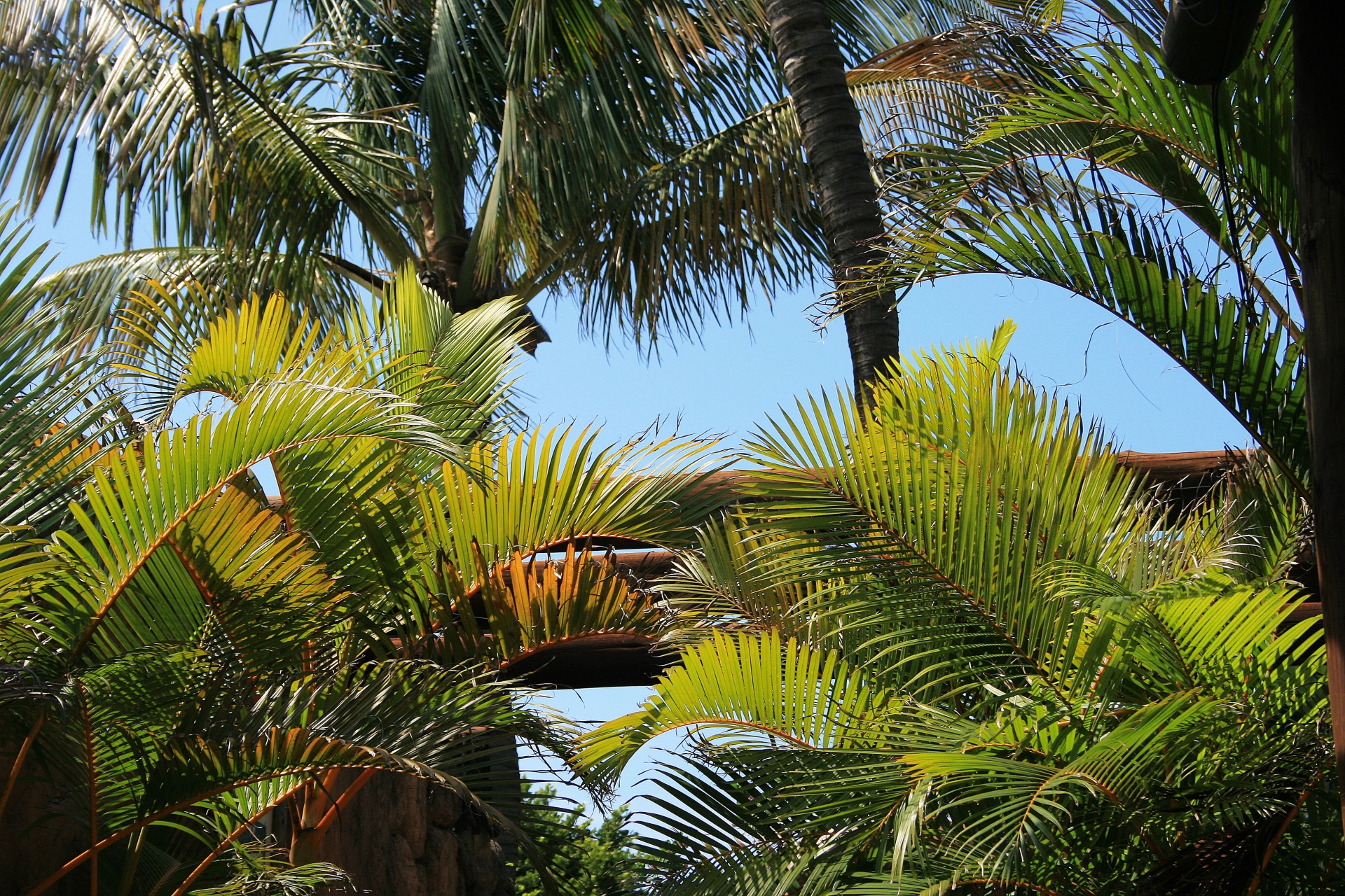 palms leaves fronds free photo