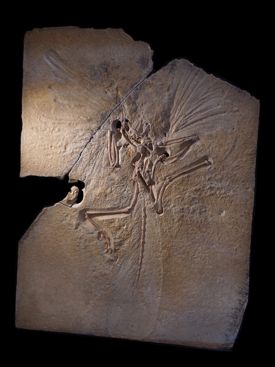 archeopteryx skeleton fossil free photo