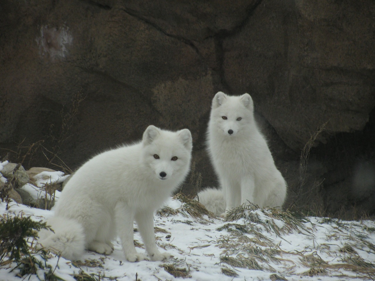 arctic white fox free photo