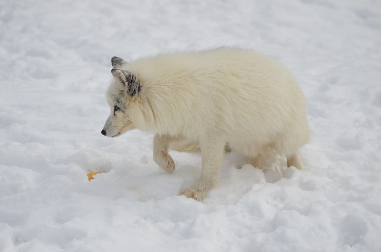 arctic fox animal free photo