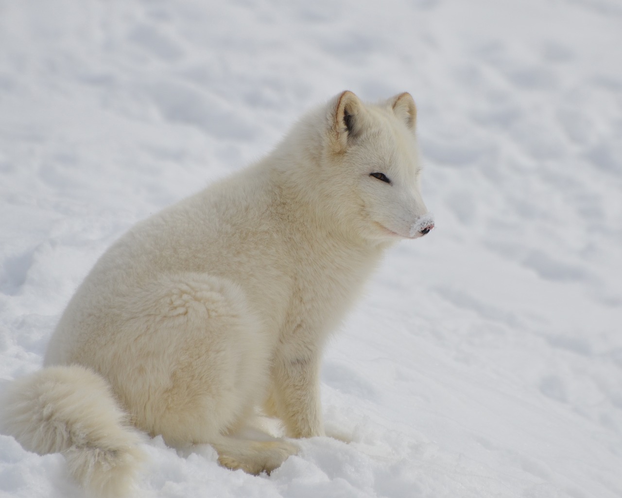 arctic fox animal free photo