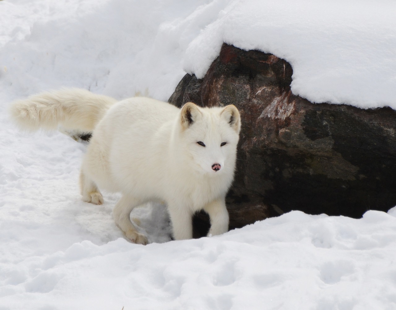 arctic fox animal free photo