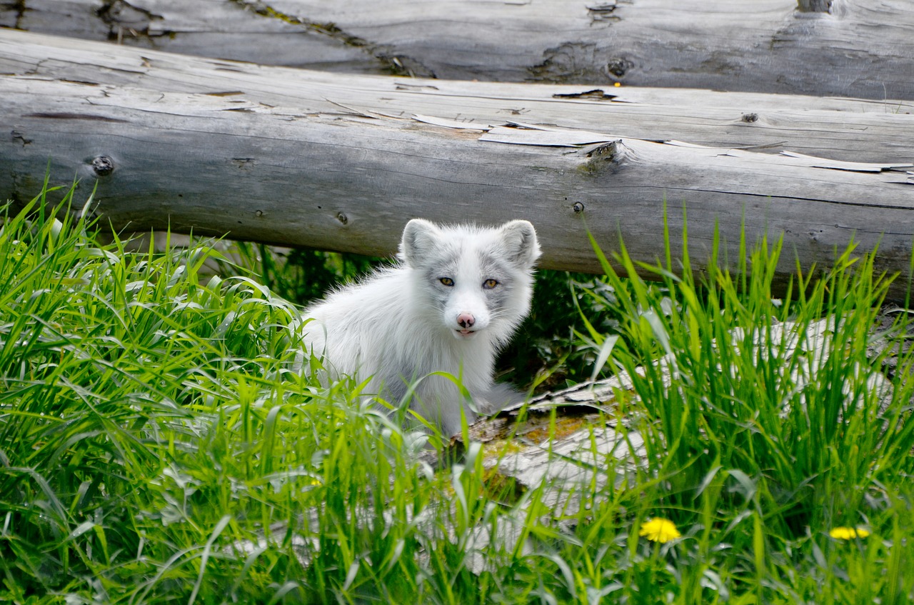 arctic fox animal free photo