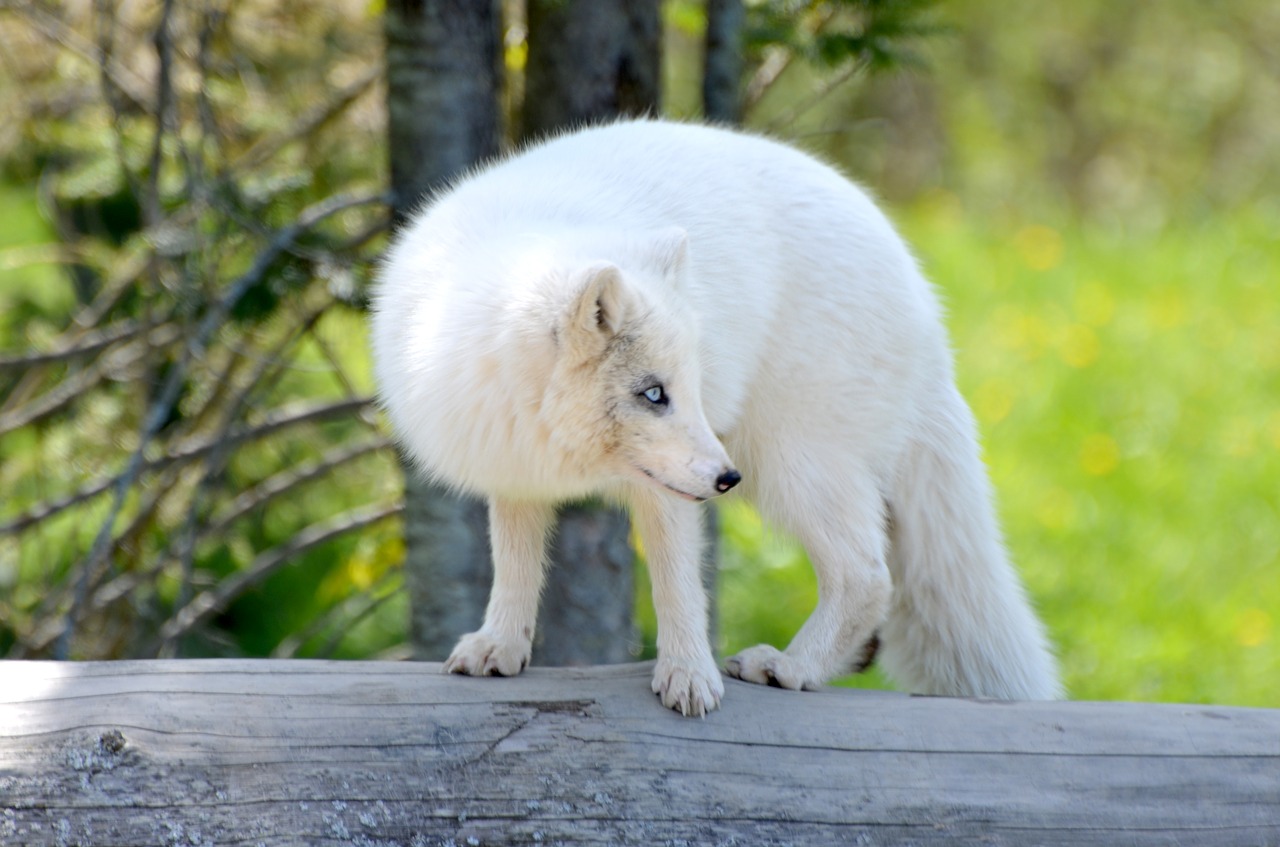 arctic  fox  habitat free photo