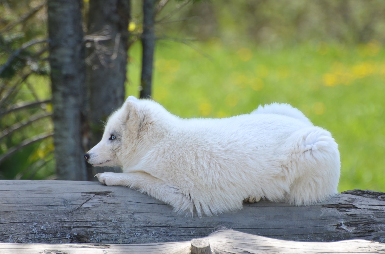 arctic  fox  habitat free photo