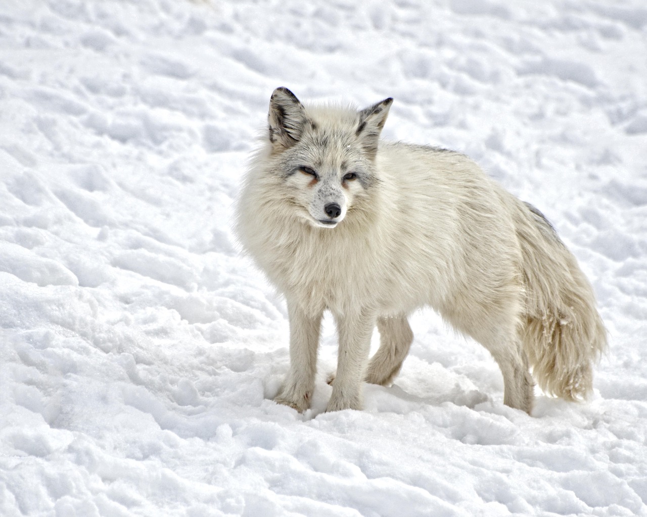 arctic fox mammal fox free photo