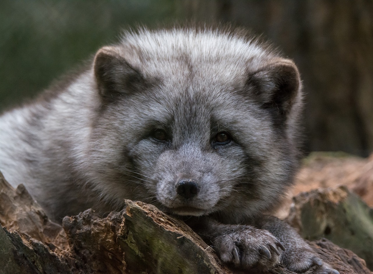 arctic fox watch zoo free photo