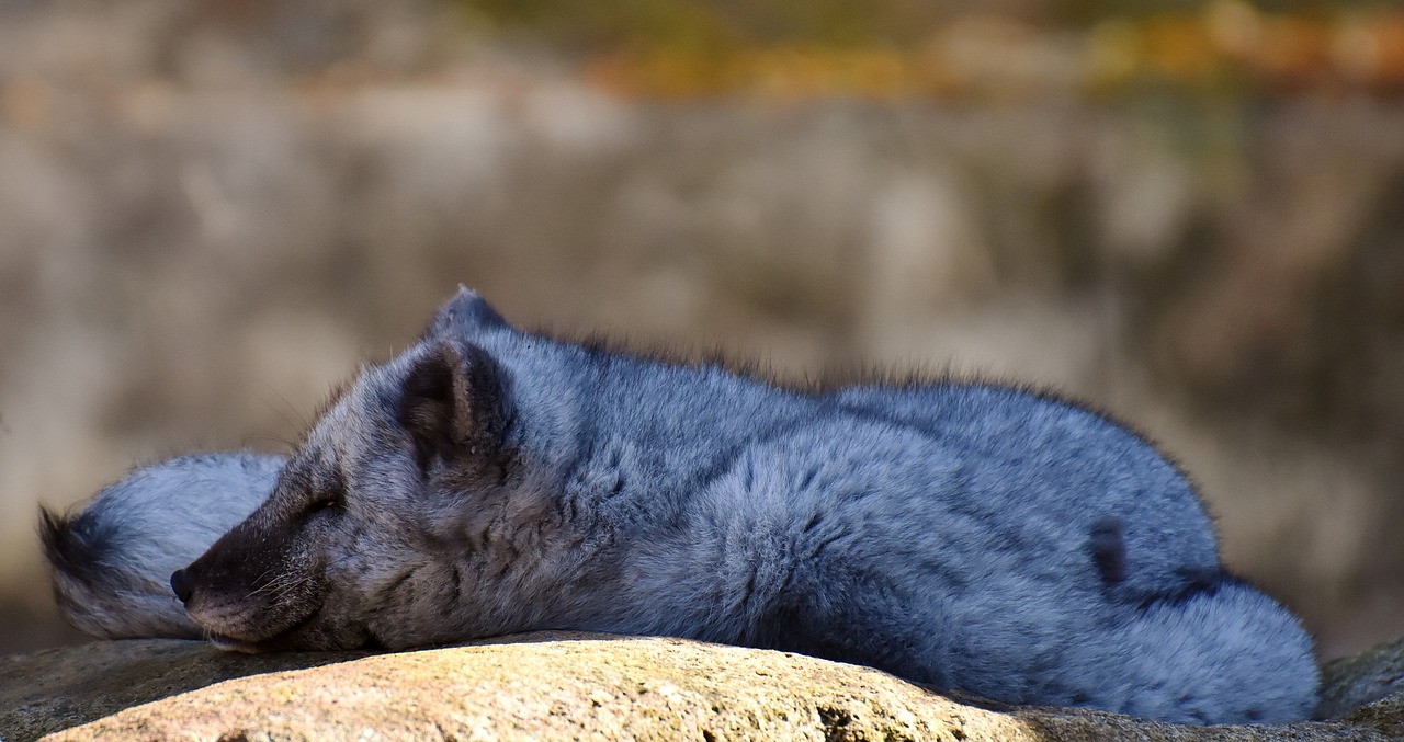 arctic fox sleep wild animal free photo