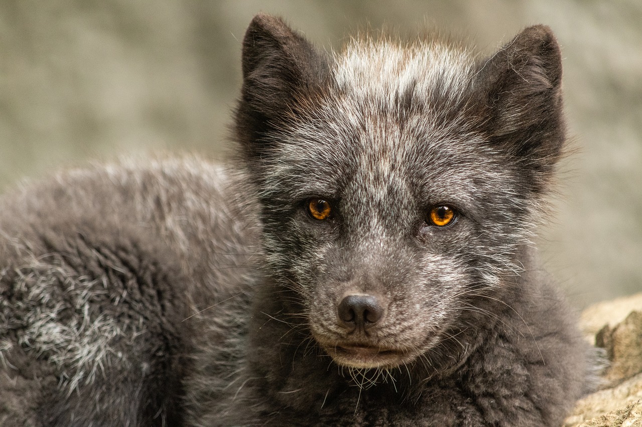 arctic fox  wild animal  wildlife park free photo