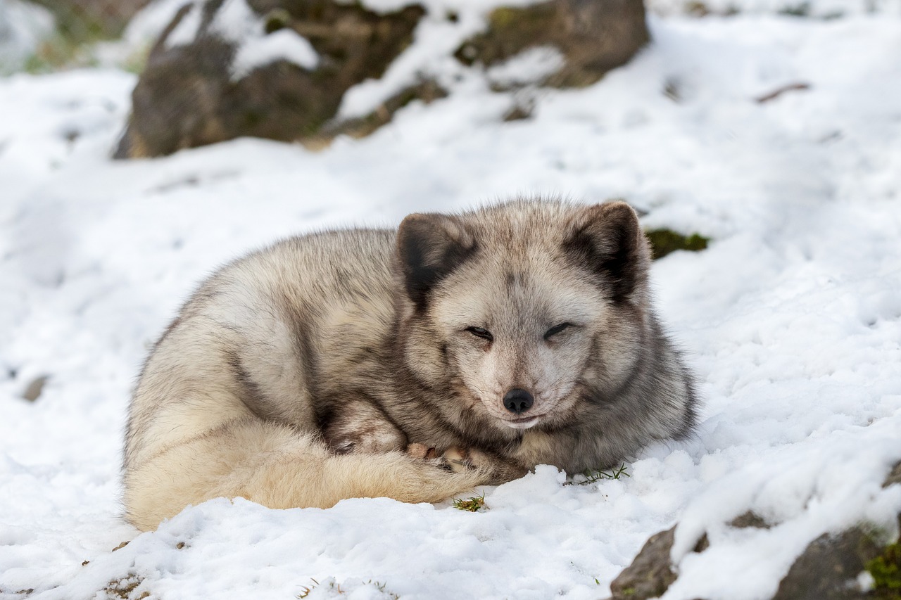 arctic fox  winter  animal free photo