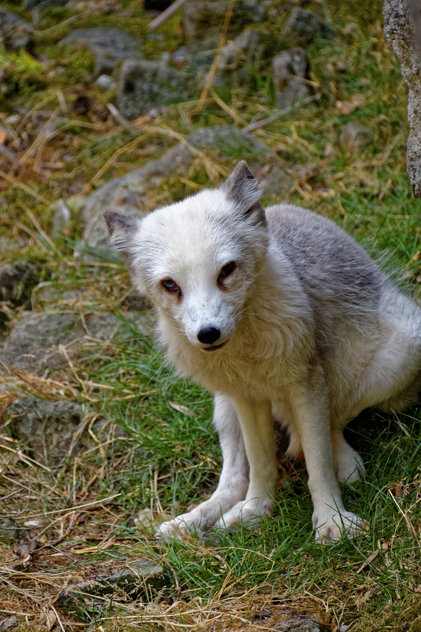arctic fox fuchs eyes free photo
