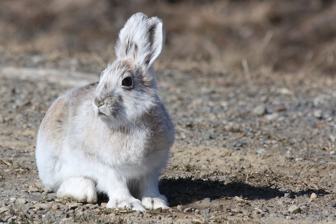 arctic hare rabbit bunny free photo