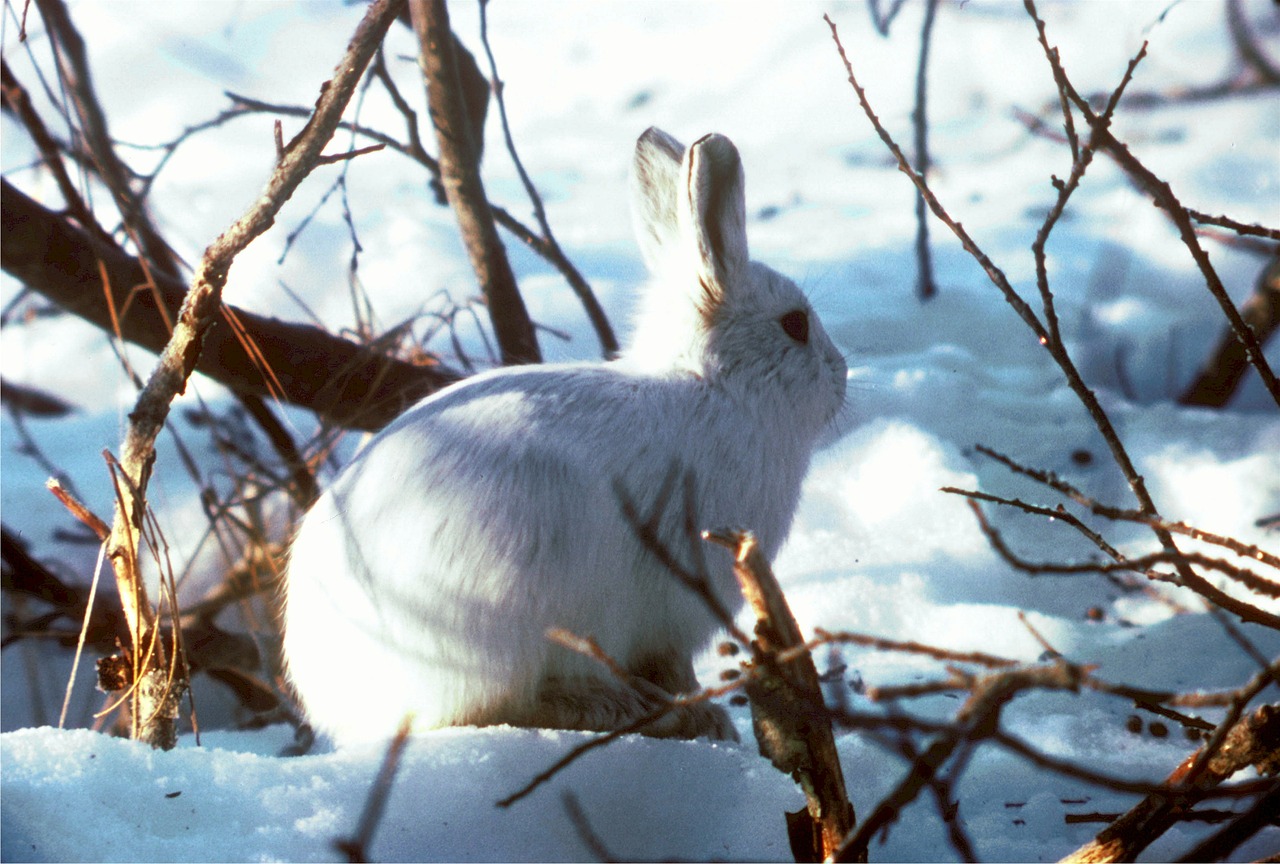 arctic hare polar rabbit bunny free photo
