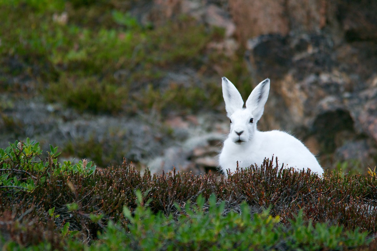 arctic hare mountain hare polar free photo