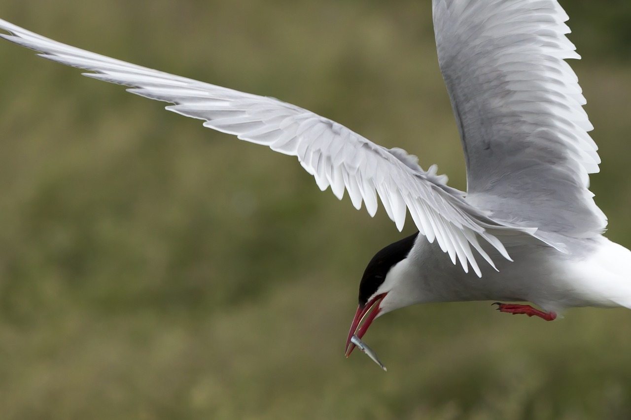 arctic tern seabird wildlife free photo