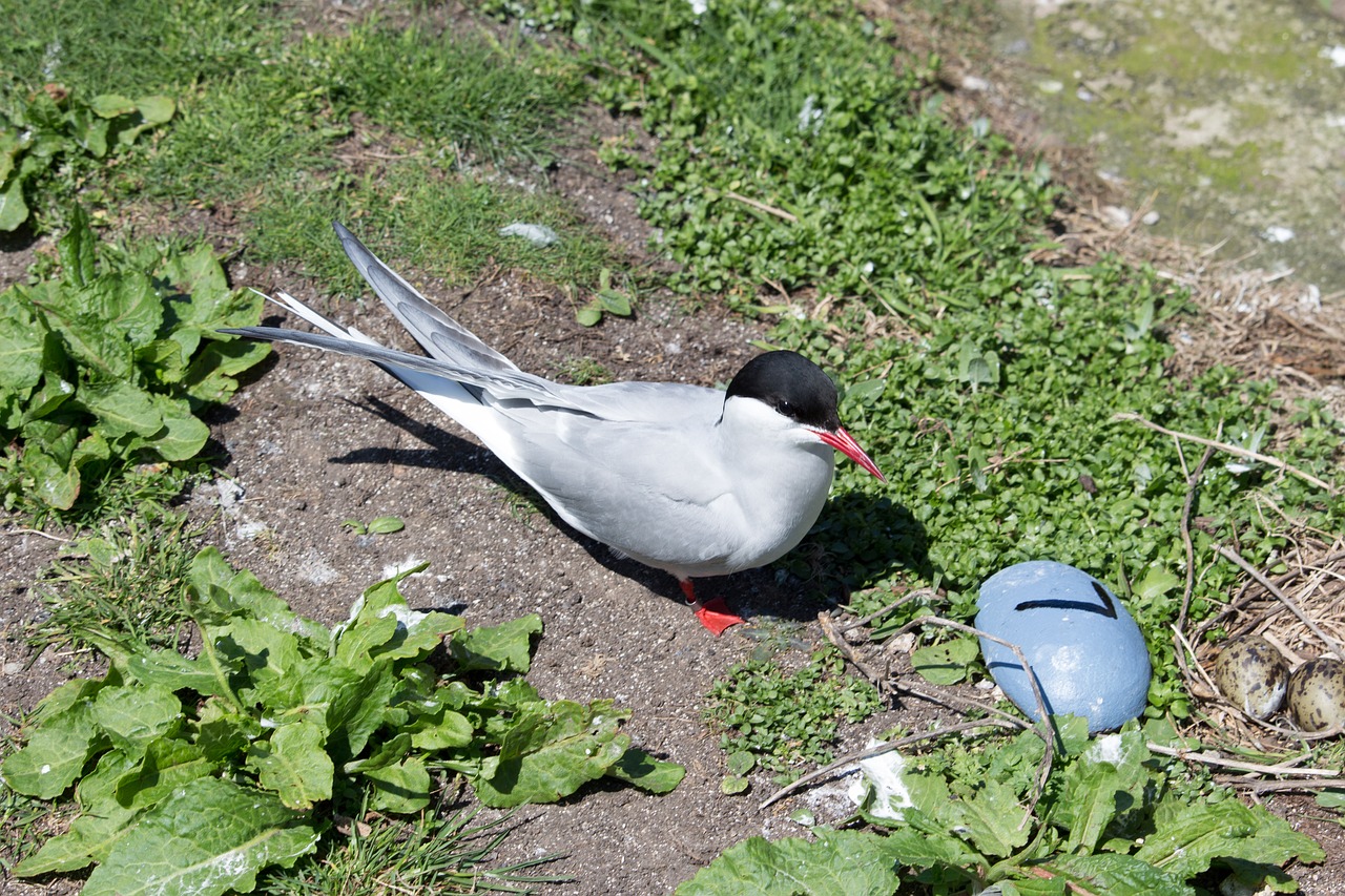 arctic tern nest farne free photo