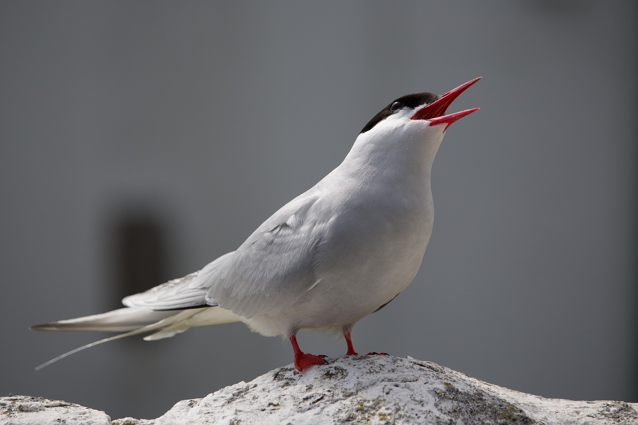 arctic tern bird tern free photo