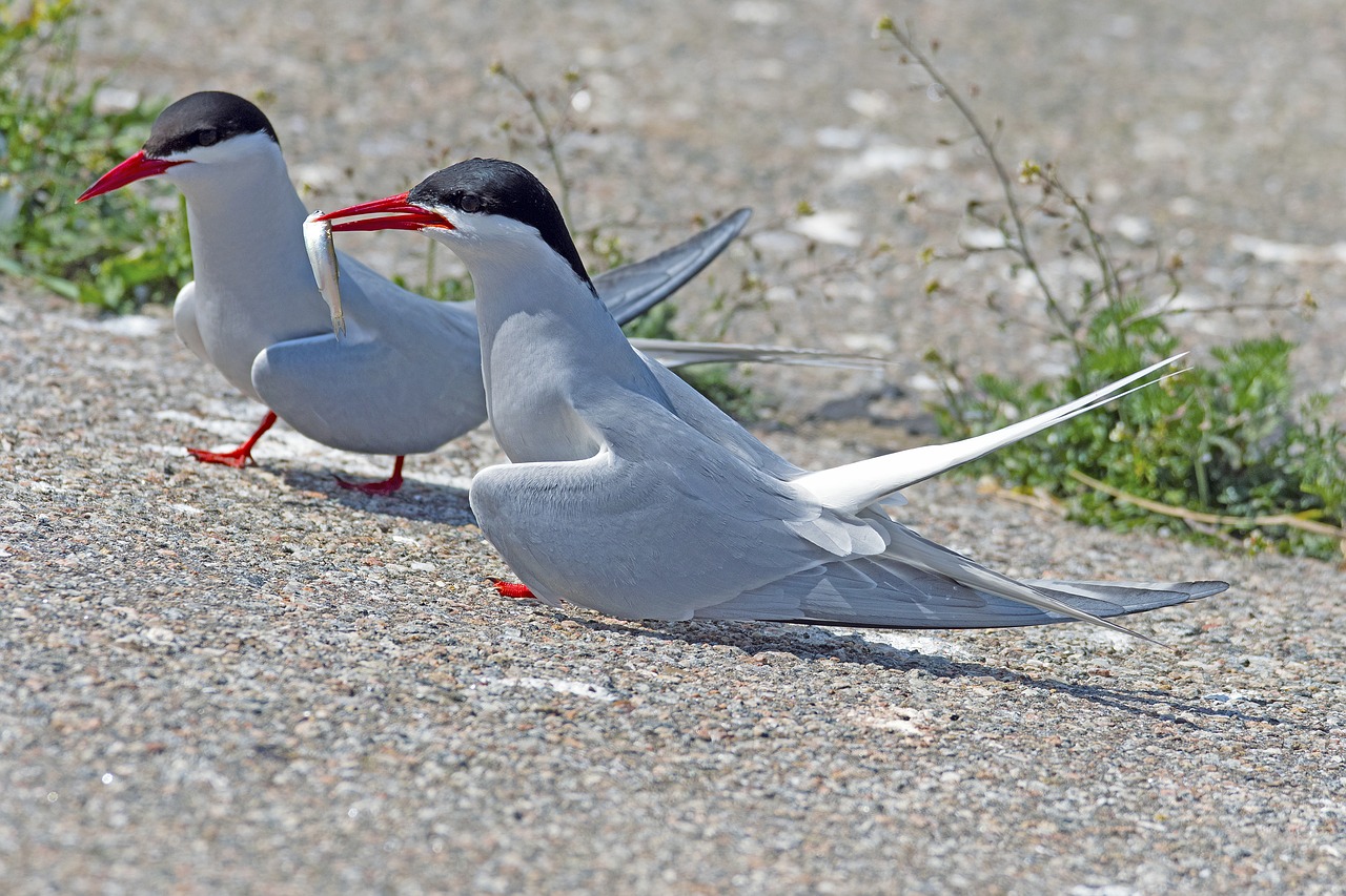 arctic tern courtship feeding eider barrage free photo