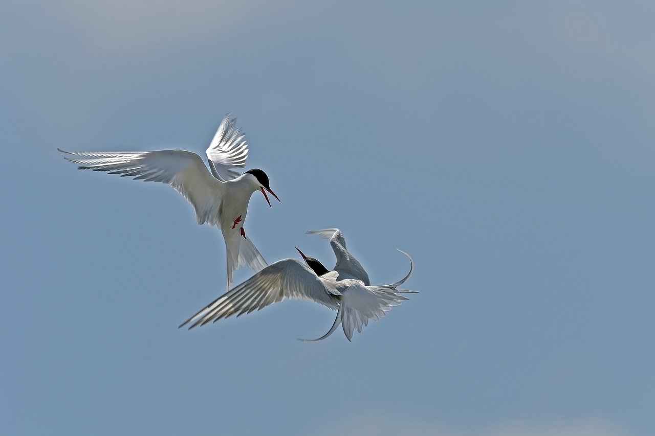 arctic tern arguing birds free photo