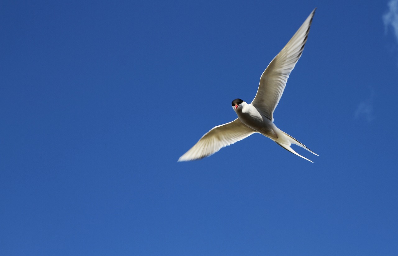 arctic tern tern bird free photo