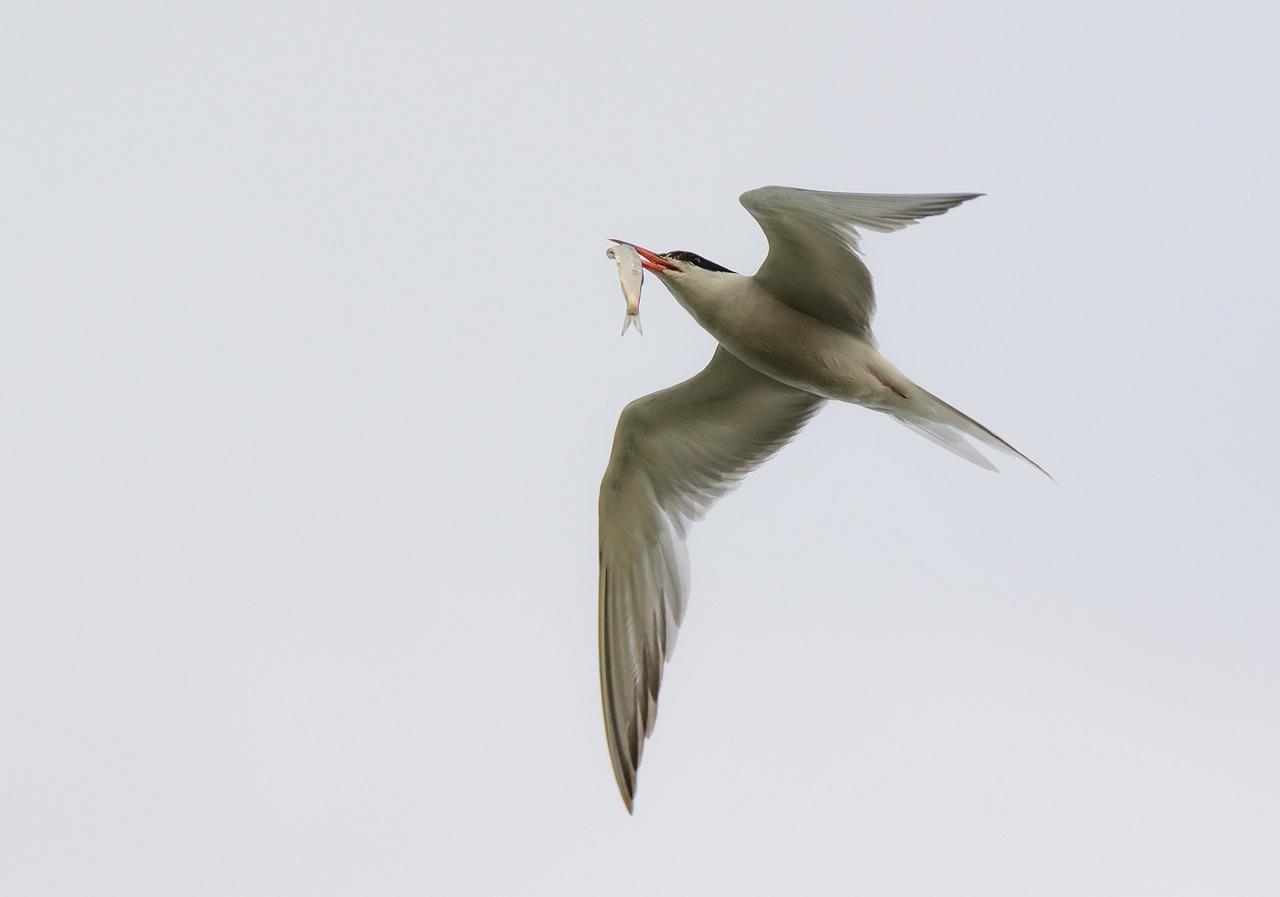 arctic tern seevogel bird free photo