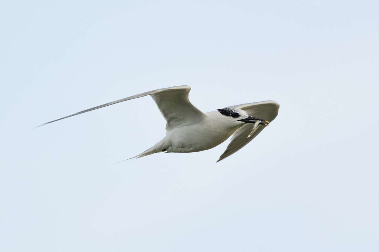 arctic tern hunting prey free photo