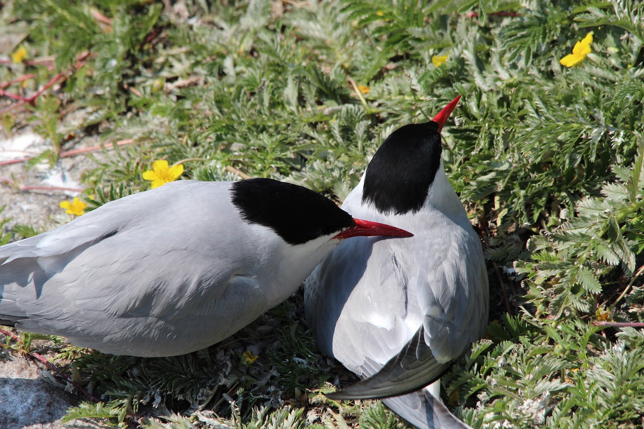 arctic tern terns birds free photo