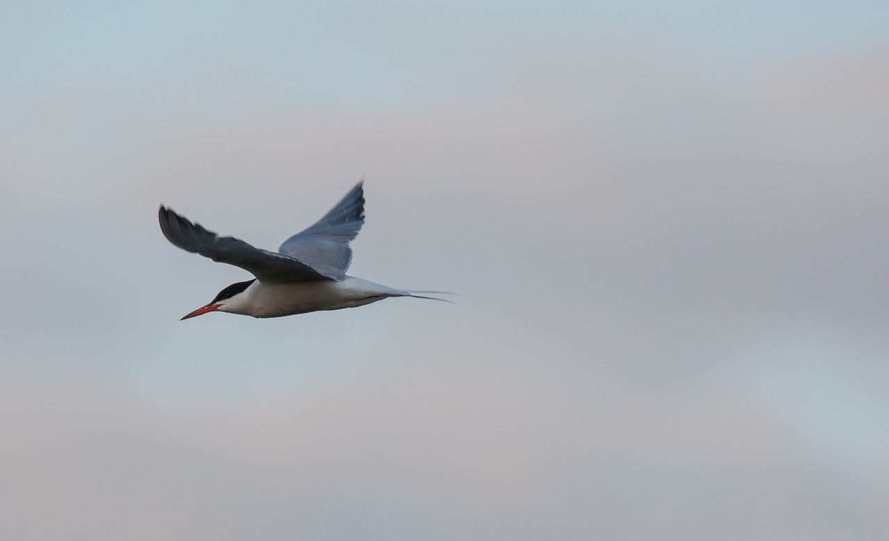 arctic tern  sea swallow  sea bird free photo
