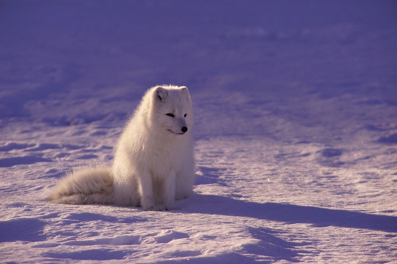arctic wolf fur mammal free photo