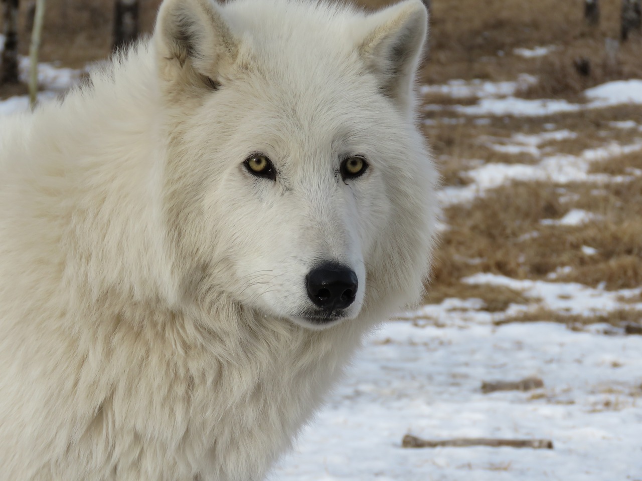 arctic wolfdog wolfdog wolf free photo