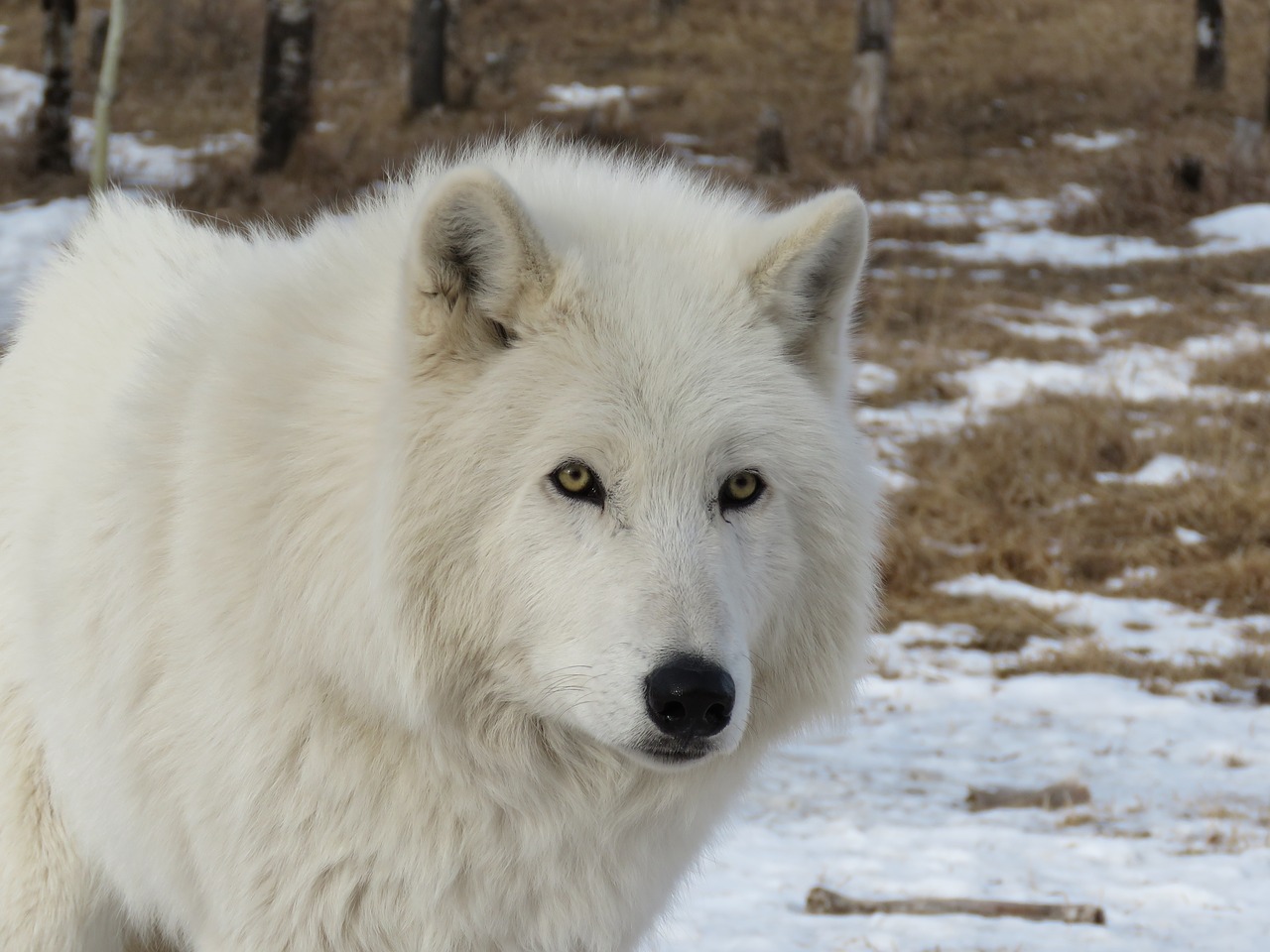 arctic wolfdog wolfdog wolf free photo