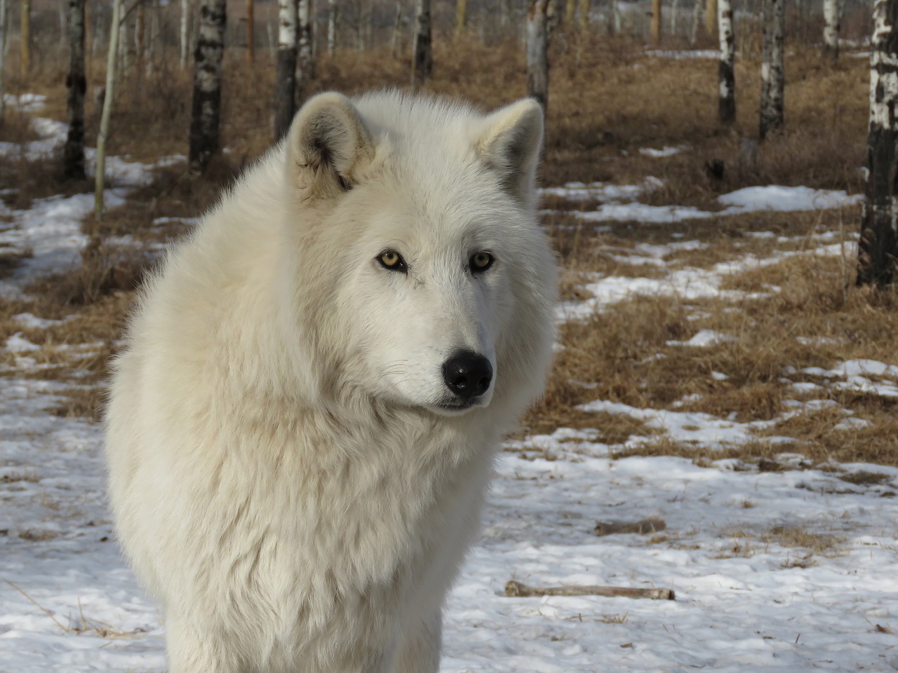 arctic wolfdog wolfdog wolf free photo
