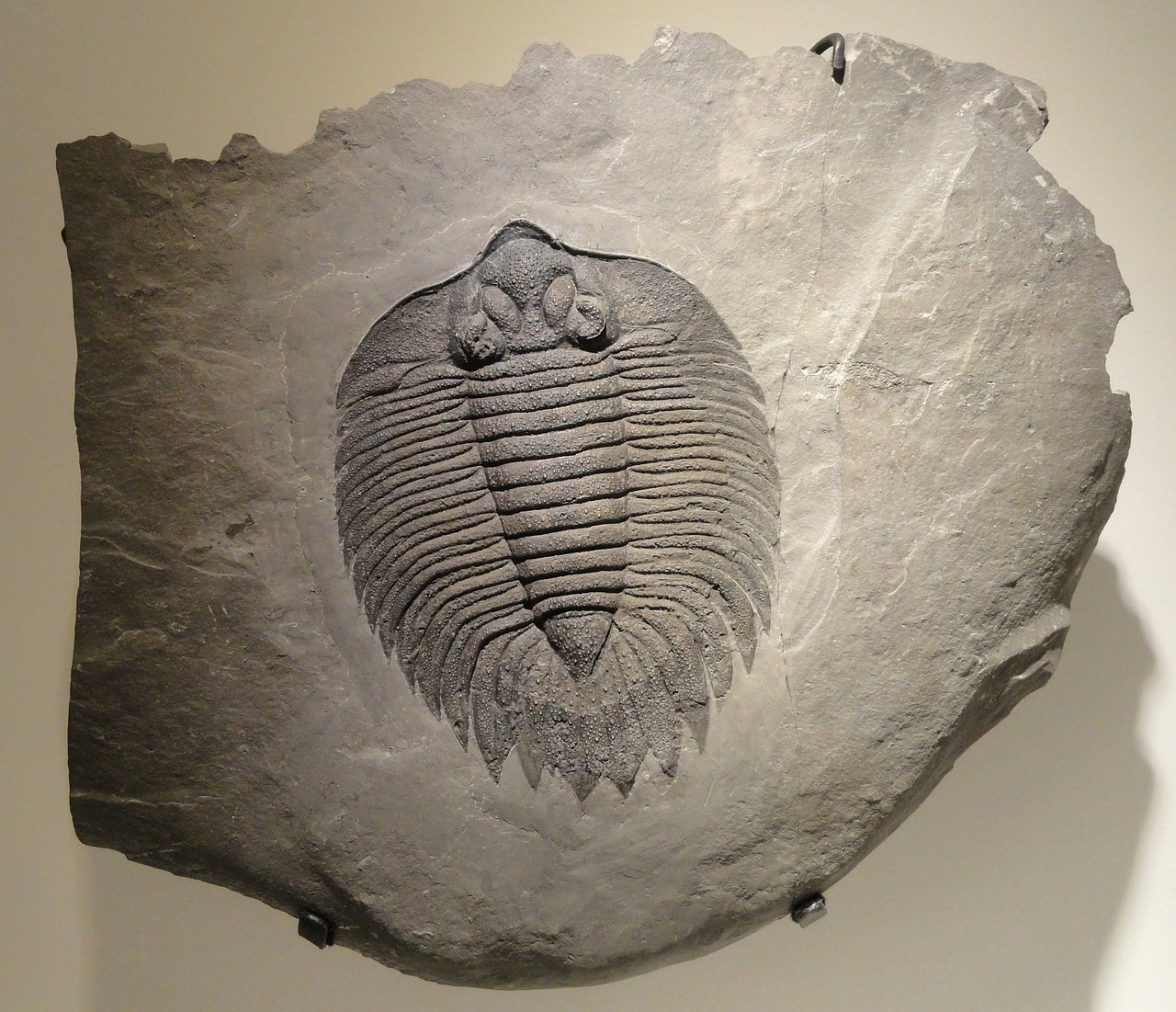 arctinurus boltoni trilobite fossil free photo