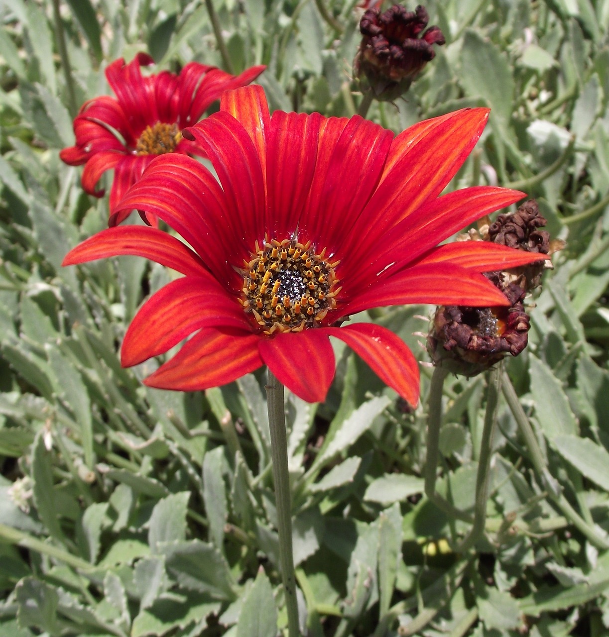 arctotis asteraceae sunspot free photo