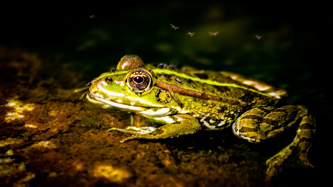 ardeche  frog  animal free photo