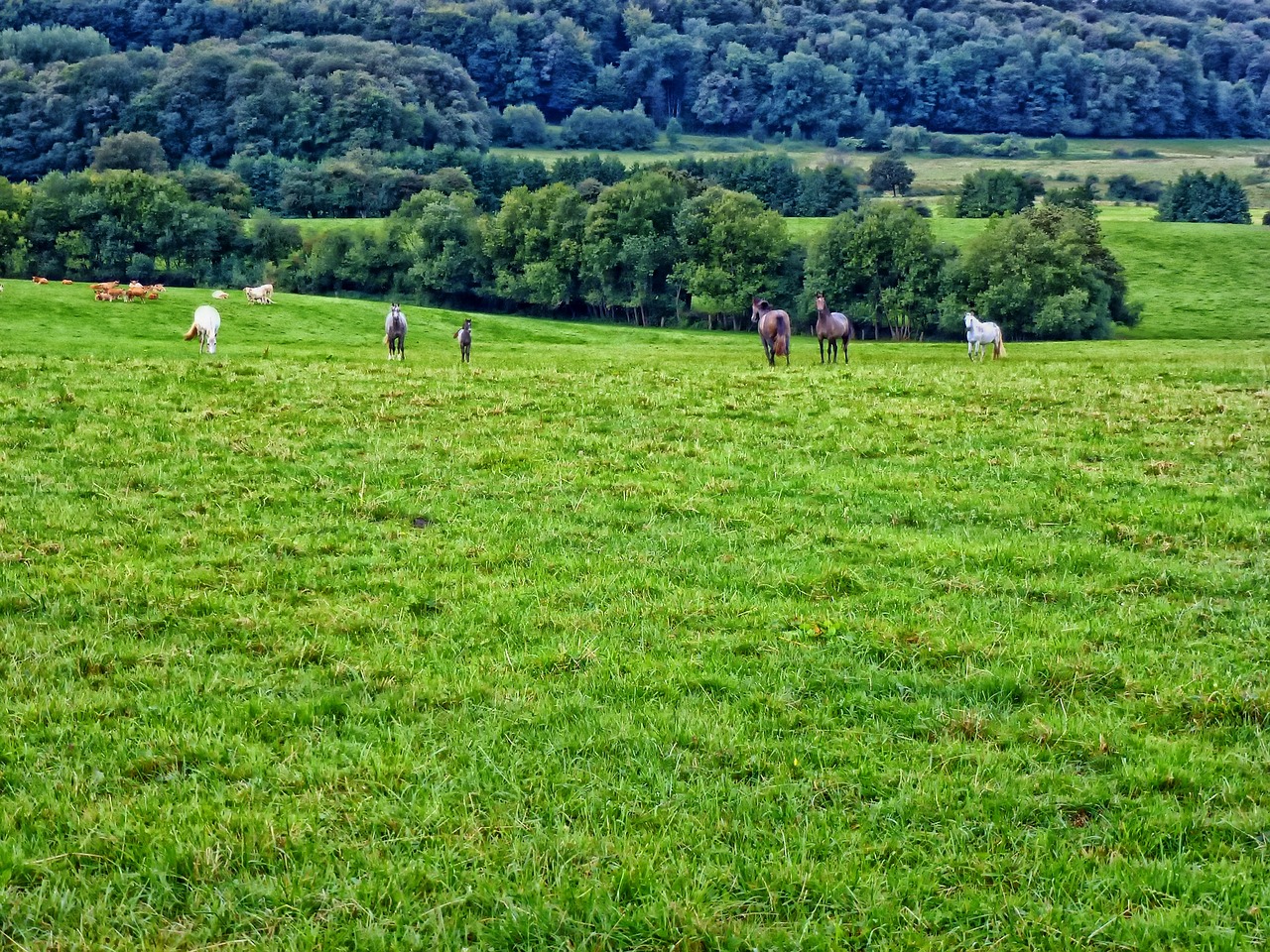 ardennes france landscape free photo